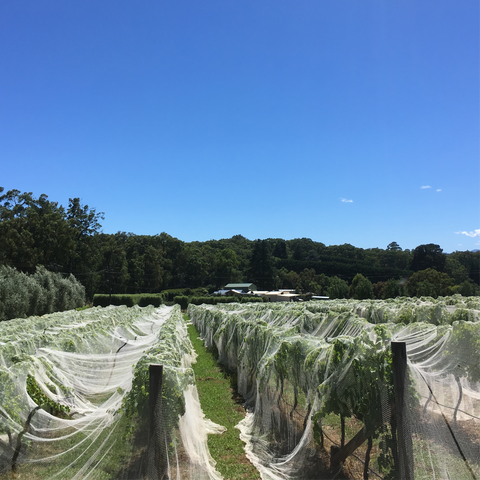 Pick the fruit by hand