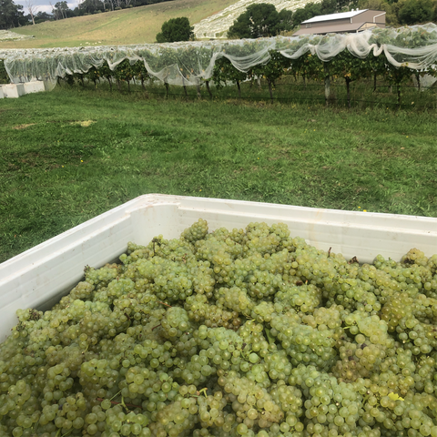 Pick the fruit by hand